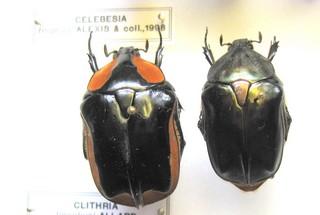Réf. 191 248 : Protaetia tingaudi
